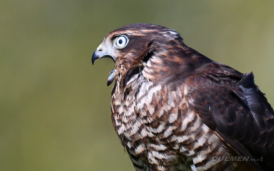 1 Eurasian sparrowhawk (Accipiter nisus)